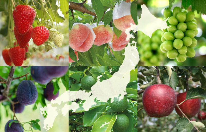 2026年度 産地フルーツ特別限定フェア