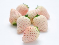 苺 | フルーツギフトの果物専門店 新宿高野